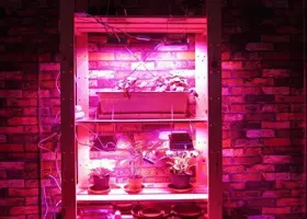 4316270627 Acke Led Grow Lights Full Spectrum Plant Growing Lamps 12w For Indoor #3