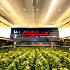 Dx600hps Digilux 817205011508 High Output Digital Bulb Brand New 1000 Hps/155000 Lumens