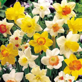 Hirts Gardens 000744685518 Sunshine Narcissus Mix 50 Bulbs- 14/16 Cm Bulbs - Value Bag