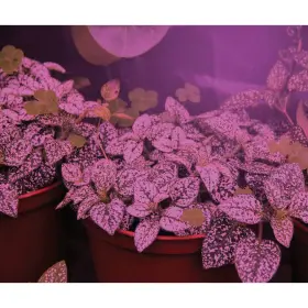 603493 Miracle Led Kitchen Gardener 9w Grow Light Kit With Sproutmatic Timer #3