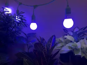 Miracle Led 700112144714 24 Blue Spectrum 450nm Indoor Veg Grow Light Bulbs 12w Replaces 150w #2