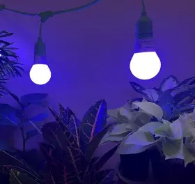 Miracle Led 810065874344 3 Pack Wide Xl Blue Spectrum Indoor Grow Light Bulbs 150w From 11w #3