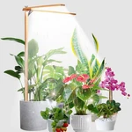 Bodkar Wooden Grow Lights For Indoor Plants 2--HEAD, No Timer, Wood+bamboo. Fixed Price $13.35.