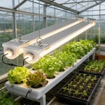 2FT T8 Led Plant Lights 24W 4000K Indoor Greenhouse Growing Lamp Lighting. Fixed Price $42.29.
