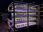 Sonaray GL-3070 70W Led Horticulture Light Bar. Fixed Price $12.00.