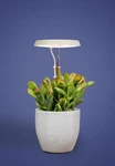Aerogarden Stem Grow Light - Cream White. Fixed Price $15.99.