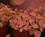 Miracle Led Plant Survival Indoor Grow Kit - 4 Absolute Daylight Plus Red. Fixed Price $27.64.
