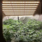 6500W Led Light 6FT Coverage Commercial Full Spectrum Growing Lamp Plants. Fixed Price $631.99.