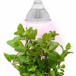 Sandalwood Hydroponic Led 12W Plant Grow Light E27 Bulb Garden Greenhouse. Fixed Price $11.99.