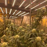 Led Light Growers Choice Tsl ROI-E680 GC3 25 D1 110-277V 680W 42" X42.5". Fixed Price $290.00.